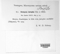 Uromyces jatrophae image